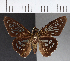  ( - CFCD00591)  @11 [ ] Copyright (2018) Christer Fahraeus Center For Collection-Based Research
