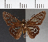  ( - CFCD00592)  @13 [ ] Copyright (2018) Christer Fahraeus Center For Collection-Based Research