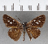  (Corra coryna - CFCD00610)  @11 [ ] Copyright (2018) Christer Fahraeus Center For Collection-Based Research