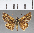  (Hylephila pallisteri - CFCD00621)  @11 [ ] Copyright (2018) Christer Fahraeus Center For Collection-Based Research