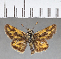  (Hylephila galera - CFCD00623)  @11 [ ] Copyright (2018) Christer Fahraeus Center For Collection-Based Research