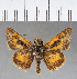  (Hylephila isonira - CFCD00627)  @11 [ ] Copyright (2018) Christer Fahraeus Center For Collection-Based Research