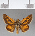  ( - CFCD00629)  @11 [ ] Copyright (2018) Christer Fahraeus Center For Collection-Based Research