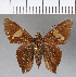  (Cephise sp. CF01 - CFCD00695)  @11 [ ] Copyright (2018) Christer Fahraeus Center For Collection-Based Research