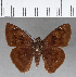  (Telemiades sp. CF01 - CFCD00743)  @13 [ ] Copyright (2018) Christer Fahraeus Center For Collection-Based Research