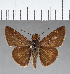  (Polites premas - CFCD00778)  @11 [ ] Copyright (2018) Christer Fahraeus Center For Collection-Based Research