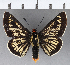  (Mysoria cosinga - CFCD00806)  @11 [ ] Copyright (2018) Christer Fahraeus Center For Collection-Based Research