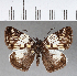  (Potamanaxas laoma - CFCD00809)  @11 [ ] Copyright (2018) Christer Fahraeus Center For Collection-Based Research