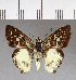  (Clito zelotes - CFCD00815)  @11 [ ] Copyright (2018) Christer Fahraeus Center For Collection-Based Research