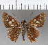  (Vacerra hermesia - CFCD00850)  @11 [ ] Copyright (2018) Christer Fahraeus Center For Collection-Based Research