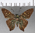  (Aguna aurunce aurunce - CFCD00872)  @11 [ ] Copyright (2018) Christer Fahraeus Center For Collection-Based Research