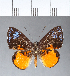  ( - CFCD00088)  @11 [ ] Copyright (2018) Christer Fahraeus Center For Collection-Based Research