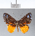  ( - CFCD00089)  @11 [ ] Copyright (2018) Christer Fahraeus Center For Collection-Based Research