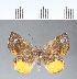  ( - CFCD00090)  @11 [ ] Copyright (2018) Christer Fahraeus Center For Collection-Based Research