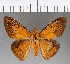  (Salatis scyrus - CFCD00911)  @11 [ ] Copyright (2018) Christer Fahraeus Center For Collection-Based Research
