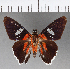  (Tarsoctenus corytus - CFCD00914)  @11 [ ] Copyright (2018) Christer Fahraeus Center For Collection-Based Research