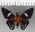  (Tarsoctenus praecia - CFCD00919)  @11 [ ] Copyright (2018) Christer Fahraeus Center For Collection-Based Research