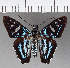  ( - CFCD00921)  @11 [ ] Copyright (2018) Christer Fahraeus Center For Collection-Based Research