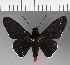  (Mysoria sejanus sejanus - CFCD00951)  @13 [ ] Copyright (2018) Christer Fahraeus Center For Collection-Based Research