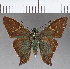  ( - CFCD00986)  @11 [ ] Copyright (2018) Christer Fahraeus Center For Collection-Based Research