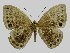  ( - RCPBXPL1E02)  @11 [ ] by-nc-sa (2022) C. FAYNEL MNHN, Paris
