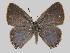  ( - RCPBXPL1F07)  @11 [ ] by-nc-sa (2022) C. FAYNEL MNHN, Paris