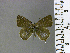  (Erora crispisulcans - RCCFXPL1G08)  @11 [ ] by-nc-sa (2022) C. FAYNEL MNHN, Paris