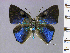  ( - RCCFXPL1H07)  @11 [ ] by-nc-sa (2022) C. FAYNEL MNHN, Paris