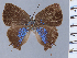  ( - HNHM-NEOLYC-A04)  @11 [ ] by-nc-sa (2025) Zsolt Balint Hungarian Natural History Museum