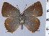  ( - HNHM-NEOLYC-A11)  @11 [ ] by-nc-sa (2025) Zsolt Balint Hungarian Natural History Museum