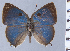  (Thereus aguacatal - HNHM-NEOLYC-A12)  @11 [ ] by-nc-sa (2025) Zsolt Balint Hungarian Natural History Museum
