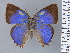  ( - HNHM-NEOLYC-B01)  @11 [ ] by-nc-sa (2025) Zsolt Balint Hungarian Natural History Museum