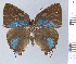  ( - HNHM-NEOLYC-B02)  @11 [ ] by-nc-sa (2025) Zsolt Balint Hungarian Natural History Museum