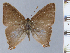  ( - HNHM-NEOLYC-B05)  @11 [ ] by-nc-sa (2025) Zsolt Balint Hungarian Natural History Museum