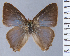  (Arzecla straboris - HNHM-NEOLYC-B06)  @11 [ ] by-nc-sa (2025) Zsolt Balint Hungarian Natural History Museum