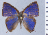  ( - HNHM-NEOLYC-B08)  @11 [ ] by-nc-sa (2025) Zsolt Balint Hungarian Natural History Museum