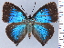  ( - HNHM-NEOLYC-B09)  @11 [ ] by-nc-sa (2025) Zsolt Balint Hungarian Natural History Museum