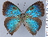  ( - HNHM-NEOLYC-B10)  @11 [ ] by-nc-sa (2025) Zsolt Balint Hungarian Natural History Museum