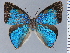 ( - HNHM-NEOLYC-B11)  @11 [ ] by-nc-sa (2025) Zsolt Balint Hungarian Natural History Museum