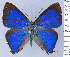  (Brangas contrastus - HNHM-NEOLYC-C03)  @11 [ ] by-nc-sa (2025) Zsolt Balint Hungarian Natural History Museum