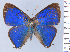  ( - HNHM-NEOLYC-C04)  @11 [ ] by-nc-sa (2025) Zsolt Balint Hungarian Natural History Museum