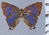  ( - HNHM-NEOLYC-C05)  @11 [ ] by-nc-sa (2025) Zsolt Balint Hungarian Natural History Museum