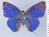  (Brangas extincta - HNHM-NEOLYC-C06)  @11 [ ] by-nc-sa (2025) Zsolt Balint Hungarian Natural History Museum