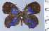  (Timaeta boyeropampa - HNHM-NEOLYC-C10)  @11 [ ] by-nc-sa (2025) Zsolt Balint Hungarian Natural History Museum