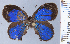  ( - HNHM-NEOLYC-C11)  @11 [ ] by-nc-sa (2025) Zsolt Balint Hungarian Natural History Museum