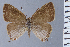  ( - HNHM-NEOLYC-D09)  @11 [ ] by-nc-sa (2025) Zsolt Balint Hungarian Natural History Museum
