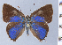  ( - HNHM-NEOLYC-D10)  @11 [ ] by-nc-sa (2025) Zsolt Balint Hungarian Natural History Museum