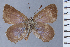  ( - HNHM-NEOLYC-E06)  @11 [ ] by-nc-sa (2025) Zsolt Balint Hungarian Natural History Museum