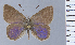  ( - HNHM-NEOLYC-F01)  @11 [ ] by-nc-sa (2025) Zsolt Balint Hungarian Natural History Museum