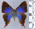  ( - HNHM-NEOLYC-F07)  @11 [ ] by-nc-sa (2025) Zsolt Balint Hungarian Natural History Museum